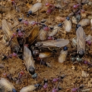 Iridomyrmex purpureus at Florey, ACT - 6 Mar 2020