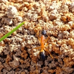 Camponotus consobrinus at Melba, ACT - 6 Mar 2020
