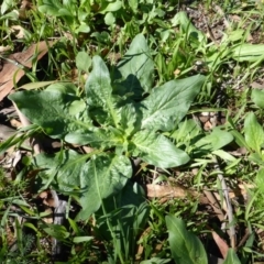 Echium plantagineum (Paterson's Curse) at Tuggeranong DC, ACT - 6 Mar 2020 by Mike