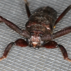 Xystrocera virescens at Ainslie, ACT - 30 Nov 2019 05:32 AM