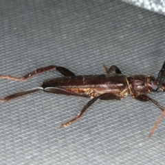 Xystrocera virescens at Ainslie, ACT - 30 Nov 2019