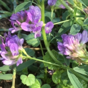 Medicago sativa at Griffith, ACT - 6 Mar 2020