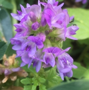 Medicago sativa at Griffith, ACT - 6 Mar 2020