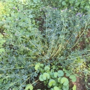 Medicago sativa at Griffith, ACT - 6 Mar 2020