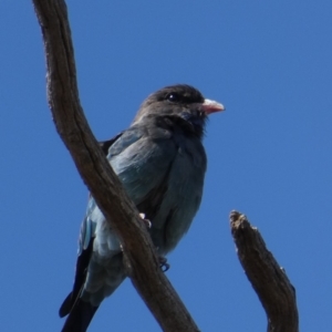 Eurystomus orientalis at Campbell, ACT - 24 Feb 2020