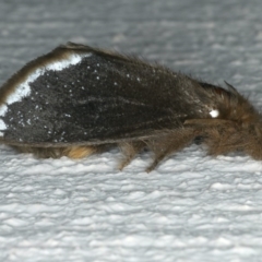 Euproctis marginalis at Ainslie, ACT - 29 Nov 2019 09:04 PM