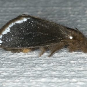 Euproctis marginalis at Ainslie, ACT - 29 Nov 2019 09:04 PM