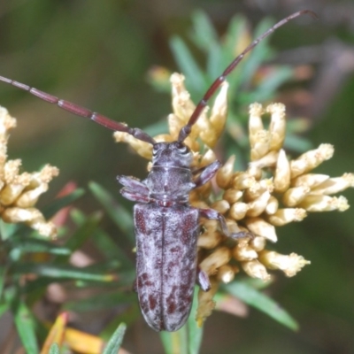 Acalolepta sp. (genus) (Longhorn beetle) at Kosciuszko National Park, NSW - 29 Feb 2020 by Harrisi