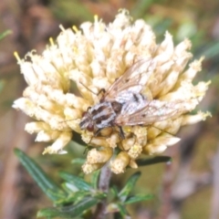 Tachinidae (family) (Unidentified Bristle fly) at Kosciuszko National Park, NSW - 29 Feb 2020 by Harrisi