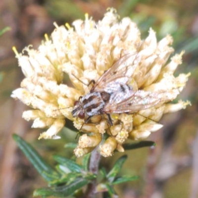 Tachinidae (family) (Unidentified Bristle fly) at Kosciuszko National Park - 29 Feb 2020 by Harrisi