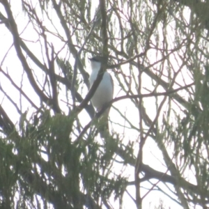 Lalage tricolor at Curtin, ACT - 15 Jan 2020