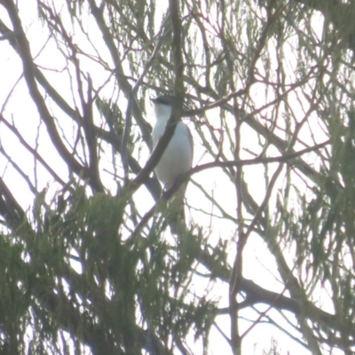 Lalage tricolor (White-winged Triller) at Curtin, ACT - 15 Jan 2020 by tom.tomward@gmail.com