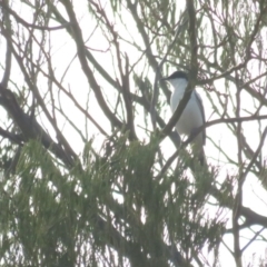 Lalage tricolor at Curtin, ACT - 15 Jan 2020