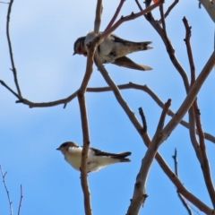 Hirundo neoxena (Welcome Swallow) at Belconnen, ACT - 6 Mar 2020 by RodDeb