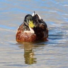 Anas platyrhynchos (Mallard (Domestic Type)) at Belconnen, ACT - 5 Mar 2020 by RodDeb