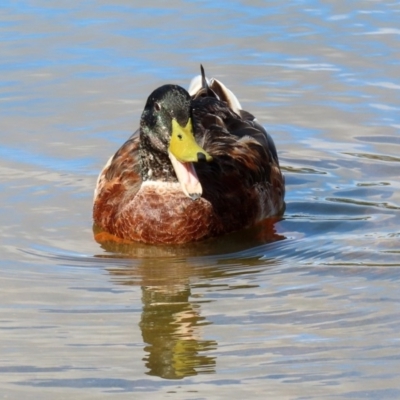 Anas platyrhynchos (Mallard (Domestic Type)) at Belconnen, ACT - 5 Mar 2020 by RodDeb