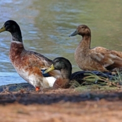 Anas platyrhynchos at Belconnen, ACT - 6 Mar 2020