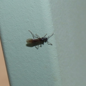 Formicidae (family) at Molonglo Valley, ACT - 6 Mar 2020