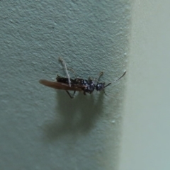 Formicidae (family) at Molonglo Valley, ACT - 6 Mar 2020