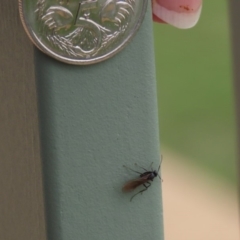 Formicidae (family) at Molonglo Valley, ACT - 6 Mar 2020