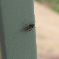 Formicidae (family) at Molonglo Valley, ACT - 6 Mar 2020