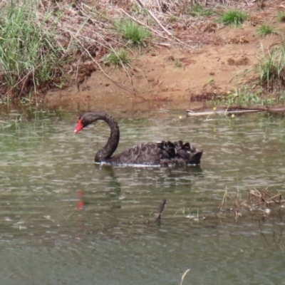 Cygnus atratus (Black Swan) at Molonglo Valley, ACT - 6 Mar 2020 by RodDeb