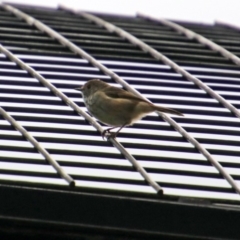 Acanthiza pusilla (Brown Thornbill) at National Zoo and Aquarium - 6 Mar 2020 by RodDeb