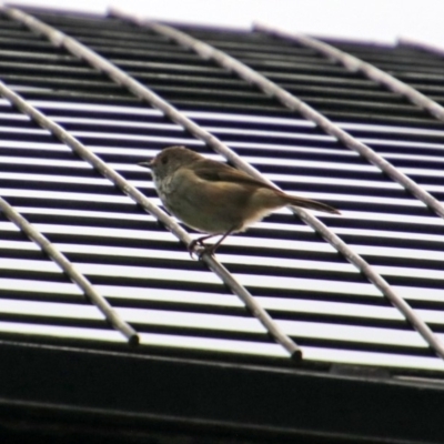 Acanthiza pusilla (Brown Thornbill) at Molonglo Valley, ACT - 6 Mar 2020 by RodDeb