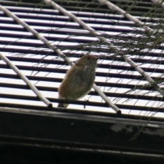 Acanthiza pusilla at Molonglo Valley, ACT - 6 Mar 2020