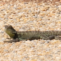 Intellagama lesueurii howittii (Gippsland Water Dragon) at Molonglo Valley, ACT - 6 Mar 2020 by RodDeb
