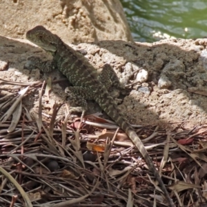 Intellagama lesueurii howittii at Molonglo Valley, ACT - 6 Mar 2020