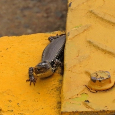 Eulamprus heatwolei (Yellow-bellied Water Skink) at Molonglo Valley, ACT - 6 Mar 2020 by RodDeb