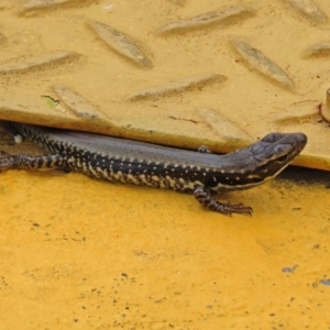 Eulamprus heatwolei at Molonglo Valley, ACT - 6 Mar 2020