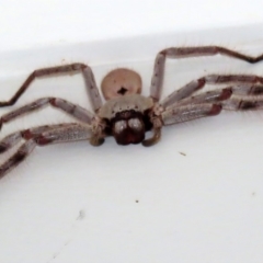 Isopeda sp. (genus) (Huntsman Spider) at National Zoo and Aquarium - 6 Mar 2020 by RodDeb