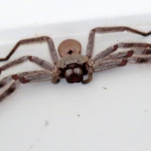 Isopeda sp. (genus) at Molonglo Valley, ACT - 6 Mar 2020