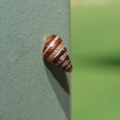 Cochlicella barbara (Small Pointed Snail) at National Zoo and Aquarium - 6 Mar 2020 by RodDeb