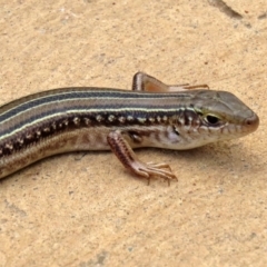 Ctenotus robustus (Robust Striped-skink) at Molonglo Valley, ACT - 6 Mar 2020 by RodDeb