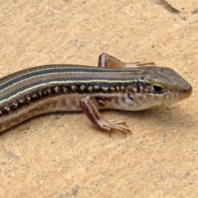 Ctenotus robustus (Robust Striped-skink) at Molonglo Valley, ACT - 6 Mar 2020 by RodDeb