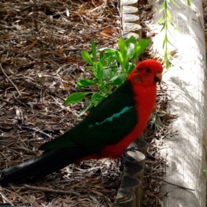 Alisterus scapularis at Florey, ACT - 7 Mar 2020