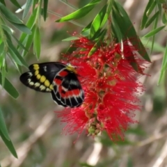 Delias harpalyce (Imperial Jezebel) at Macarthur, ACT - 6 Mar 2020 by RodDeb