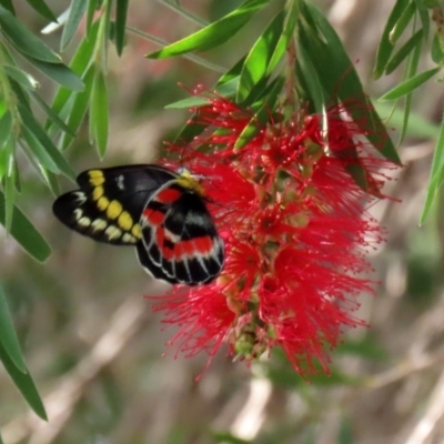 Delias harpalyce (Imperial Jezebel) at Macarthur, ACT - 6 Mar 2020 by RodDeb