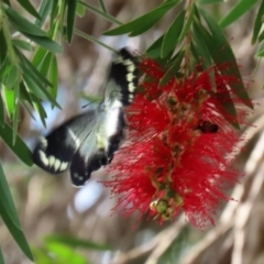 Delias harpalyce at Macarthur, ACT - 6 Mar 2020 04:50 PM