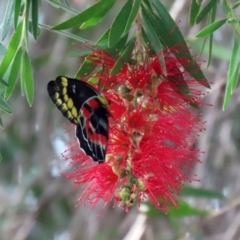 Delias harpalyce at Macarthur, ACT - 6 Mar 2020 04:50 PM