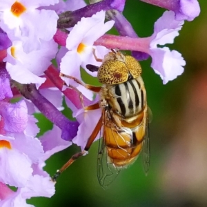 Eristalinus sp. (genus) at Page, ACT - 7 Mar 2020