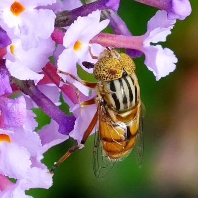 Eristalinus (genus) (A Hover Fly) at Page, ACT - 7 Mar 2020 by DonTaylor