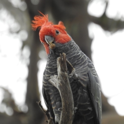 Callocephalon fimbriatum (Gang-gang Cockatoo) at Kambah, ACT - 6 Mar 2020 by HelenCross