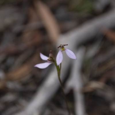 Eriochilus cucullatus (Parson's Bands) at Hackett, ACT - 7 Mar 2020 by petersan