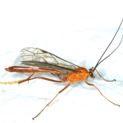 Netelia sp. (genus) (An Ichneumon wasp) at Rosedale, NSW - 16 Nov 2019 by jbromilow50