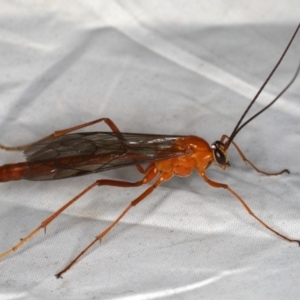 Netelia sp. (genus) at Rosedale, NSW - 16 Nov 2019 09:03 PM