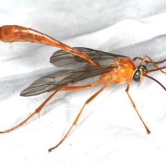 Leptophion sp. (genus) at Rosedale, NSW - 16 Nov 2019 10:14 PM